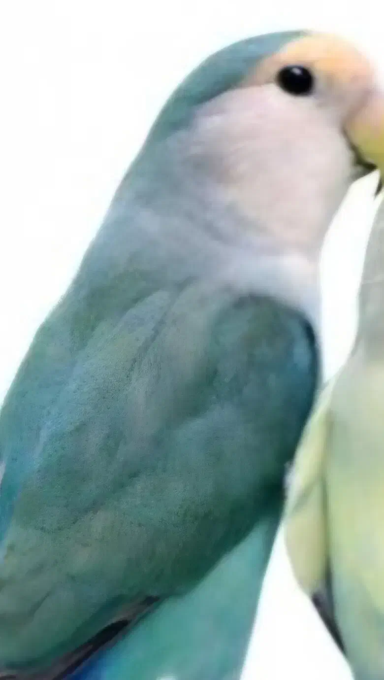 گمشده کوتوله برزیلی آبی کربنی محله آ۳|حیوانات|فولادشهر, A3|دیوار