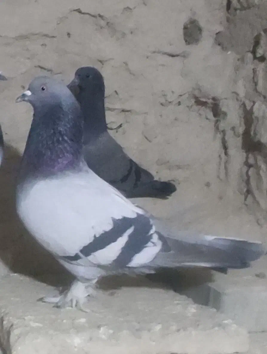 کبوتر‌ترک|پرنده|خمک, |دیوار