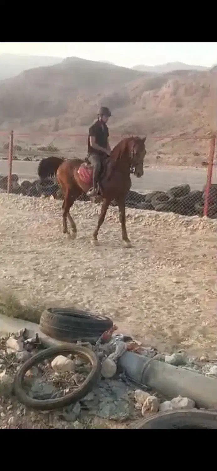 اسب نریان عرب|اسب و تجهیزات اسب‌سواری|شاندرمن, |دیوار