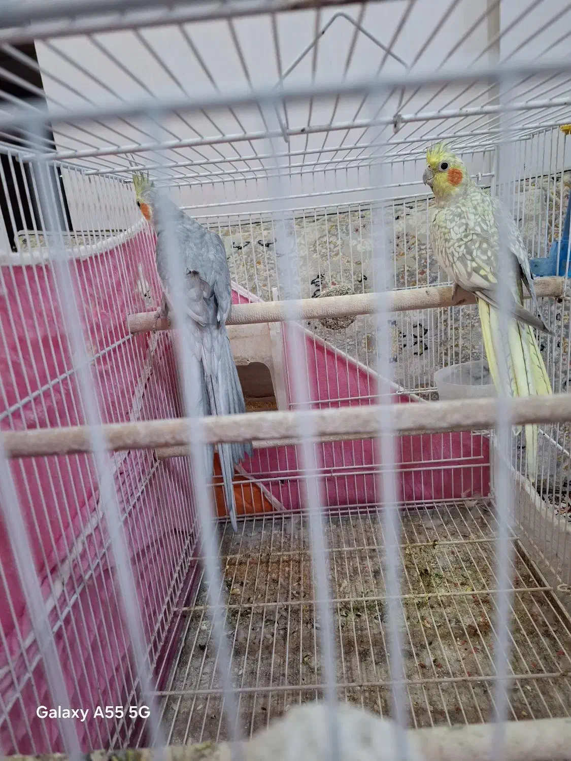 عروس هلندی|پرنده|تربتحیدریه, فتح المبین|دیوار