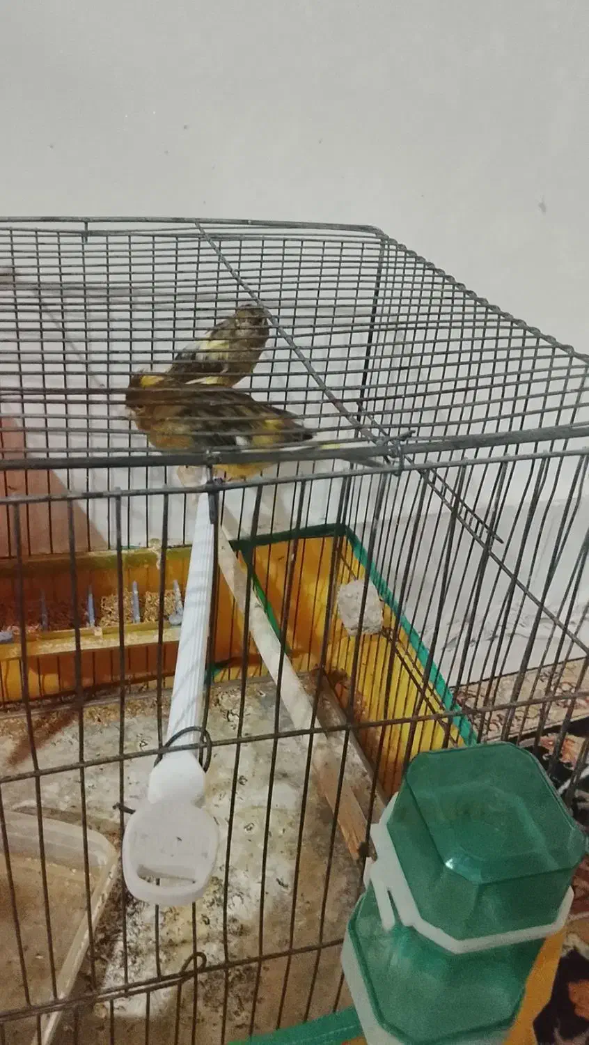 پرنده|پرنده|کوهدشت, |دیوار