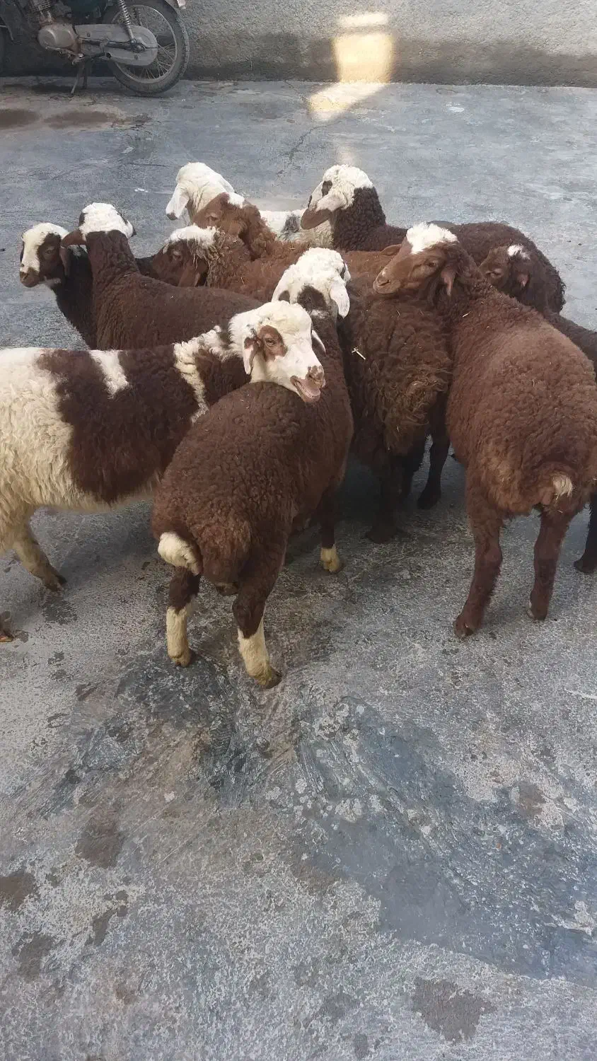 گوسفند میش بره|حیوانات مزرعه|سنندج, |دیوار