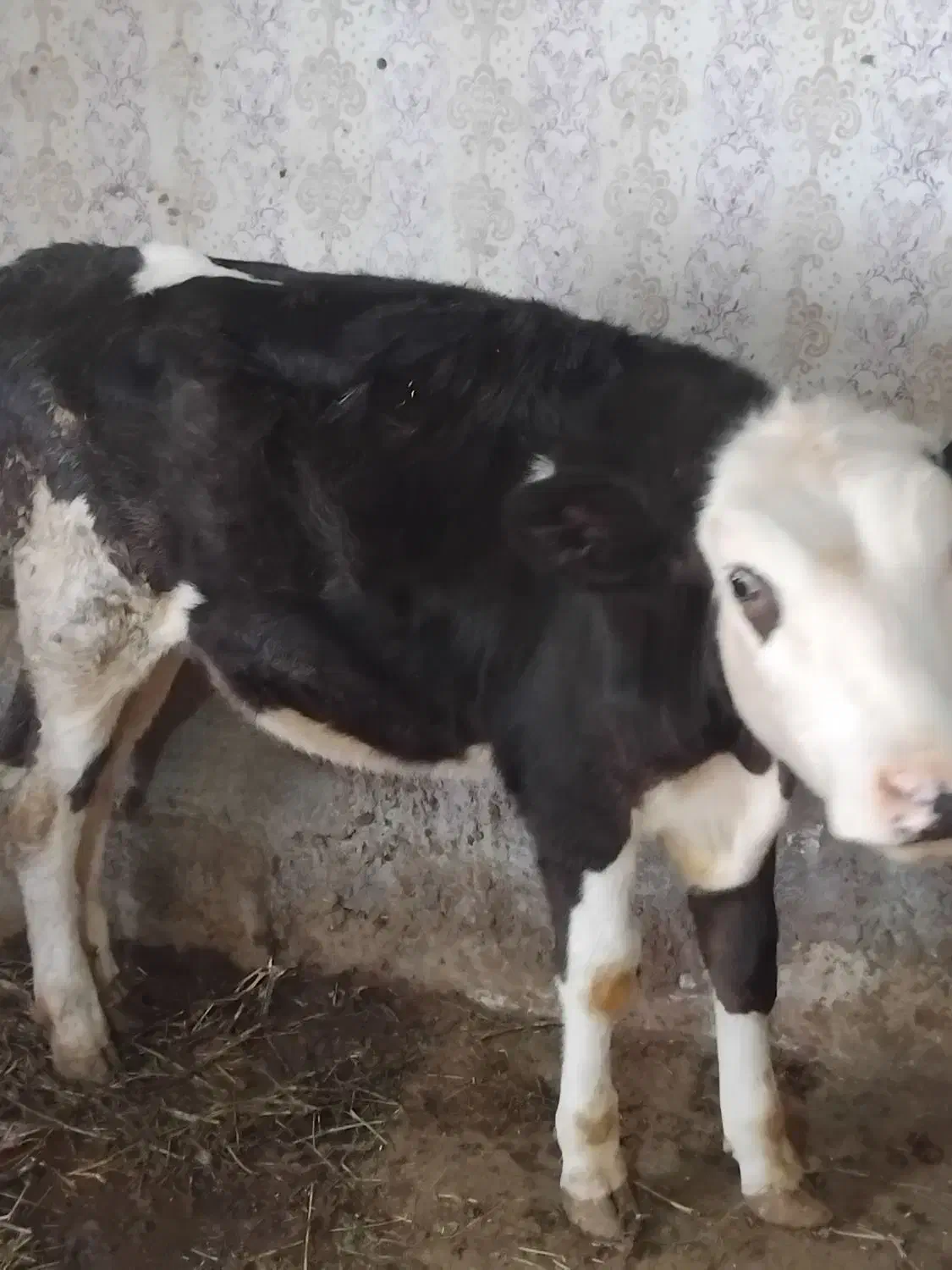 دوعددگوساله یکی هلشتاین یکی سمینتال|حیوانات مزرعه|مهربان, |دیوار