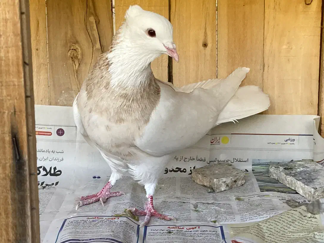 طوقی کرمانشاه|پرنده|قم, انسجام|دیوار