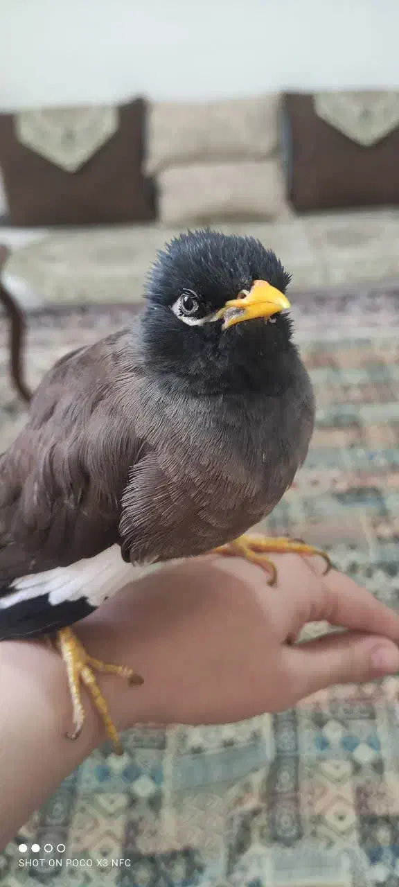 مرغ مینا سخنگو|پرنده|یزد, |دیوار