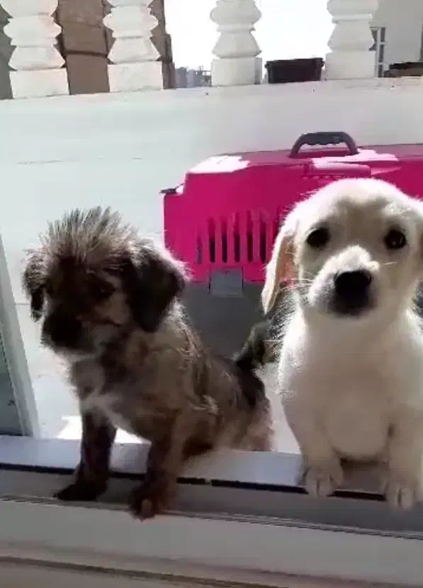 سگ خانگی بسیار تمیز و بی صدا|سگ|پاکدشت, پاکدشت (مامازند)|دیوار