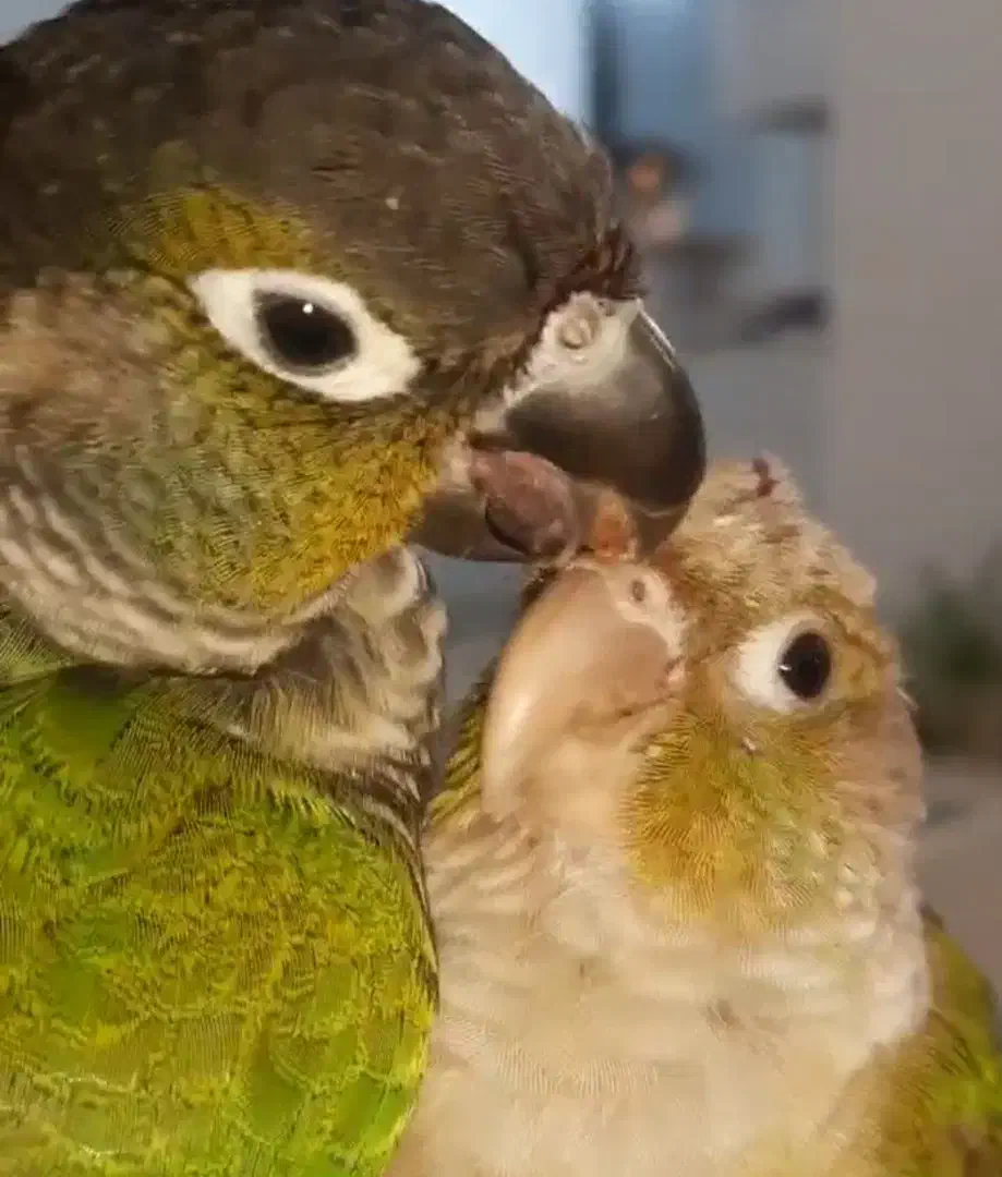 پرنده گرینچیک سخنگو|پرنده|آران و بیدگل, |دیوار