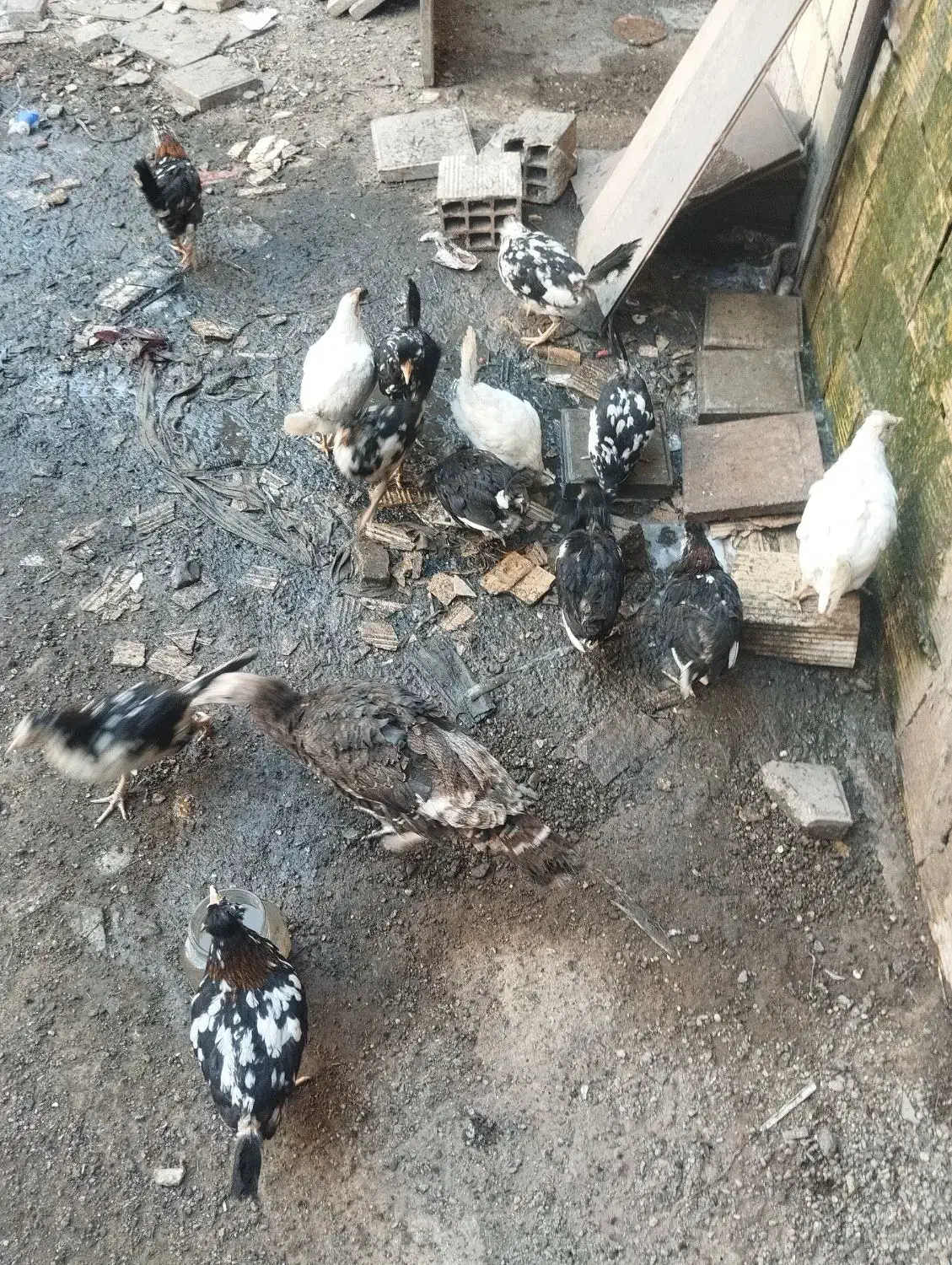 باعرض سلام 13عددجوجه مرغ گلیم بفروش میرسد|حیوانات مزرعه|تاکستان, |دیوار