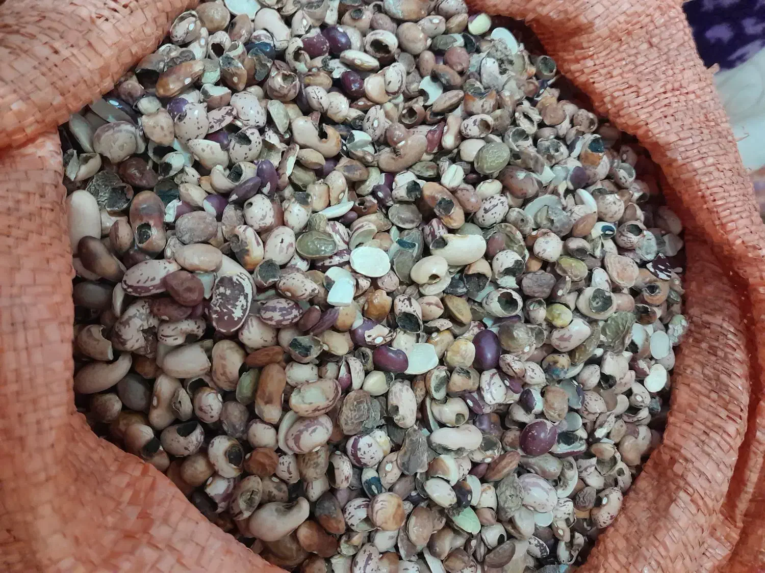 ضایعات حبوبات جهت مصرف دام|لوازم جانبی حیوانات|شیراز, شهرک والفجر|دیوار