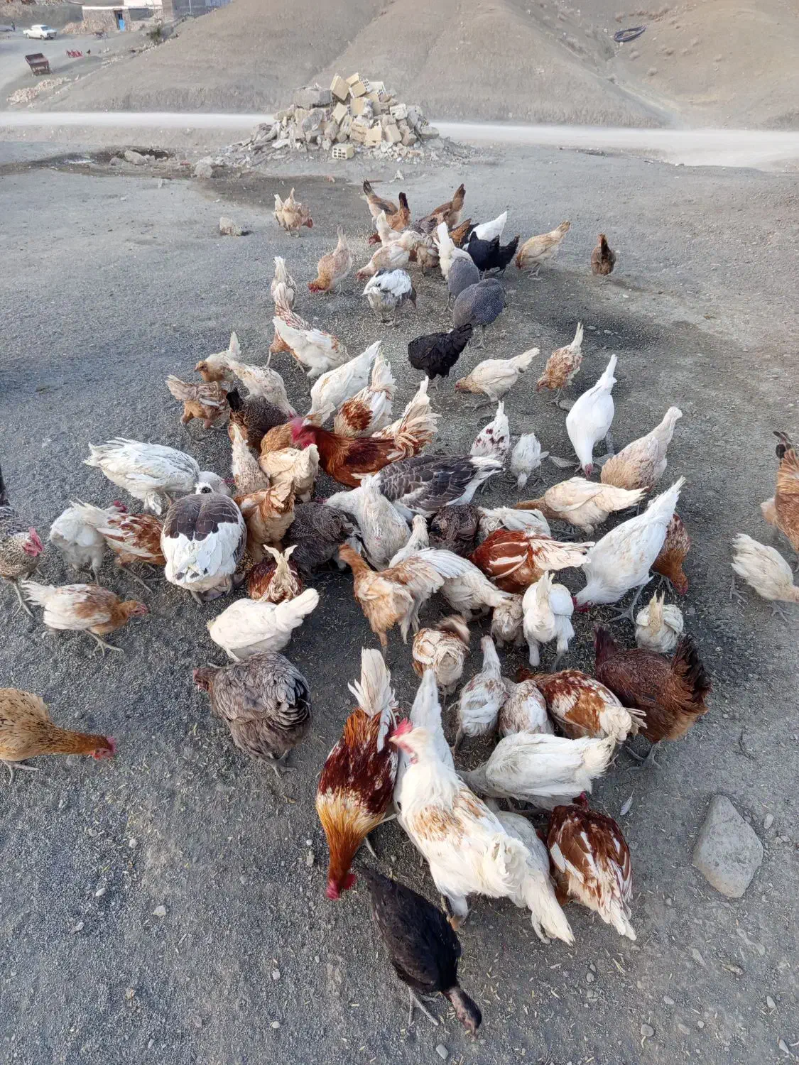 فروش مرغ و خروس|حیوانات مزرعه|جزمان, |دیوار