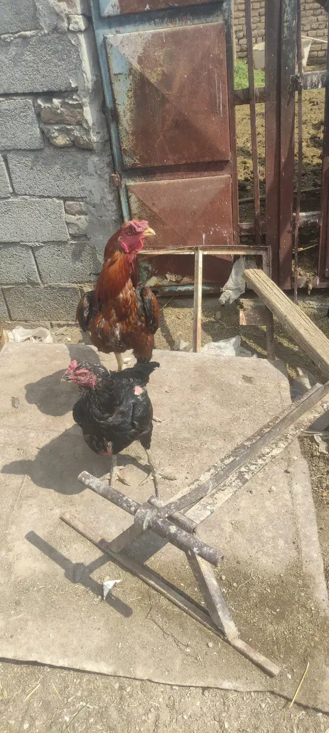 شماره تماس|حیوانات مزرعه|جلفا, |دیوار