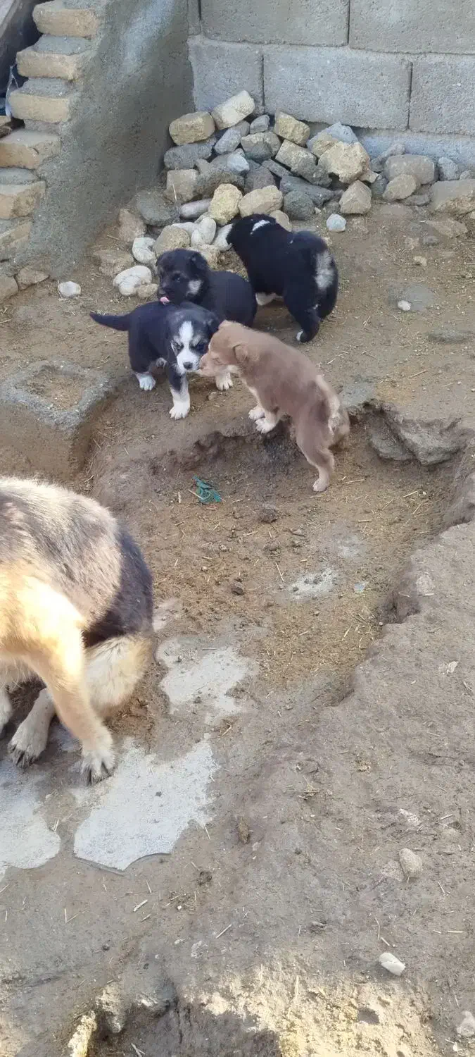 توله سگ|سگ|ماهیدشت, |دیوار