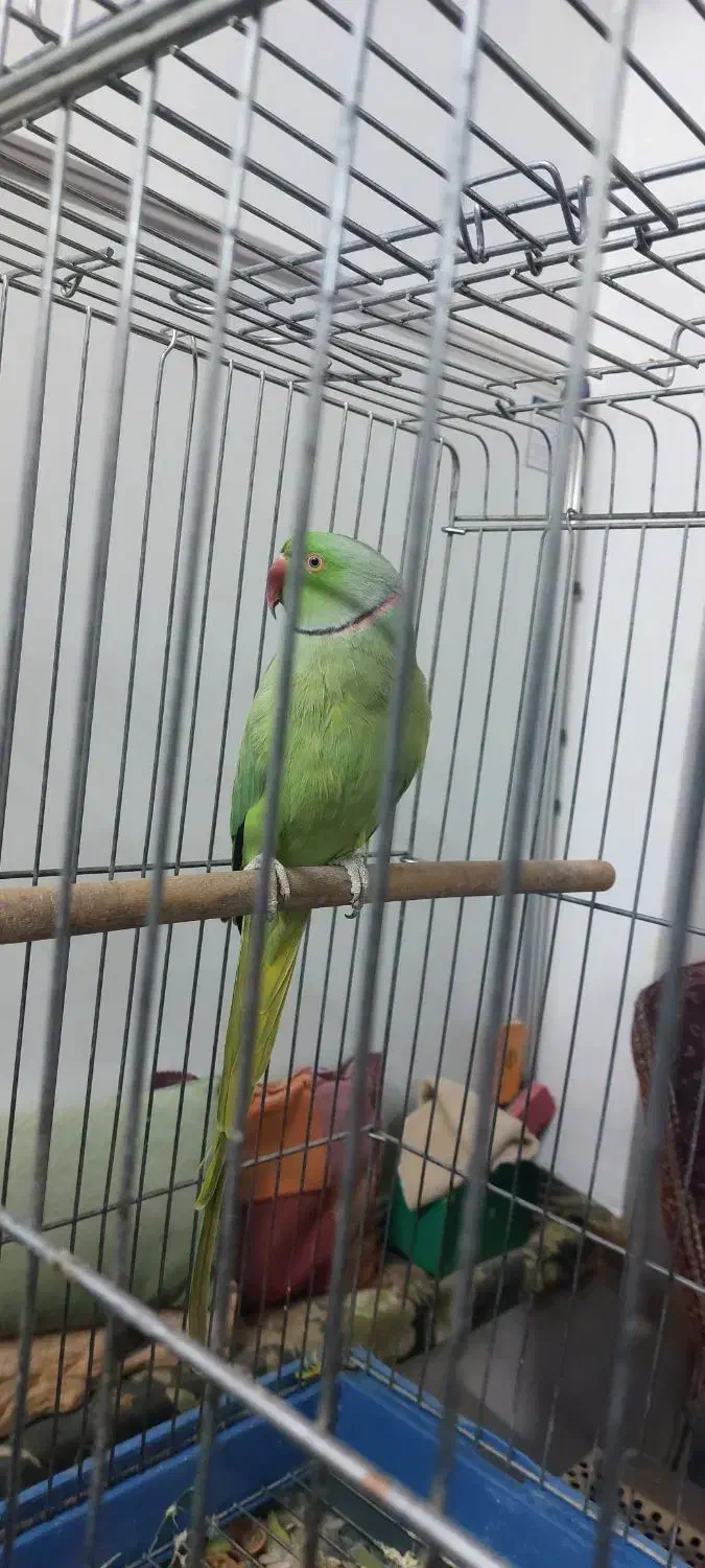 نر آماده|پرنده|محلات, |دیوار