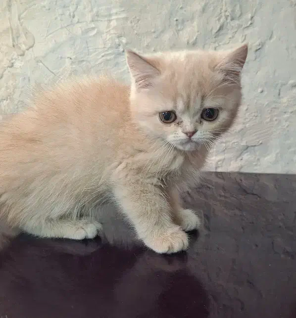 پرشین دختر|گربه|محمدشهر, زیبادشت|دیوار