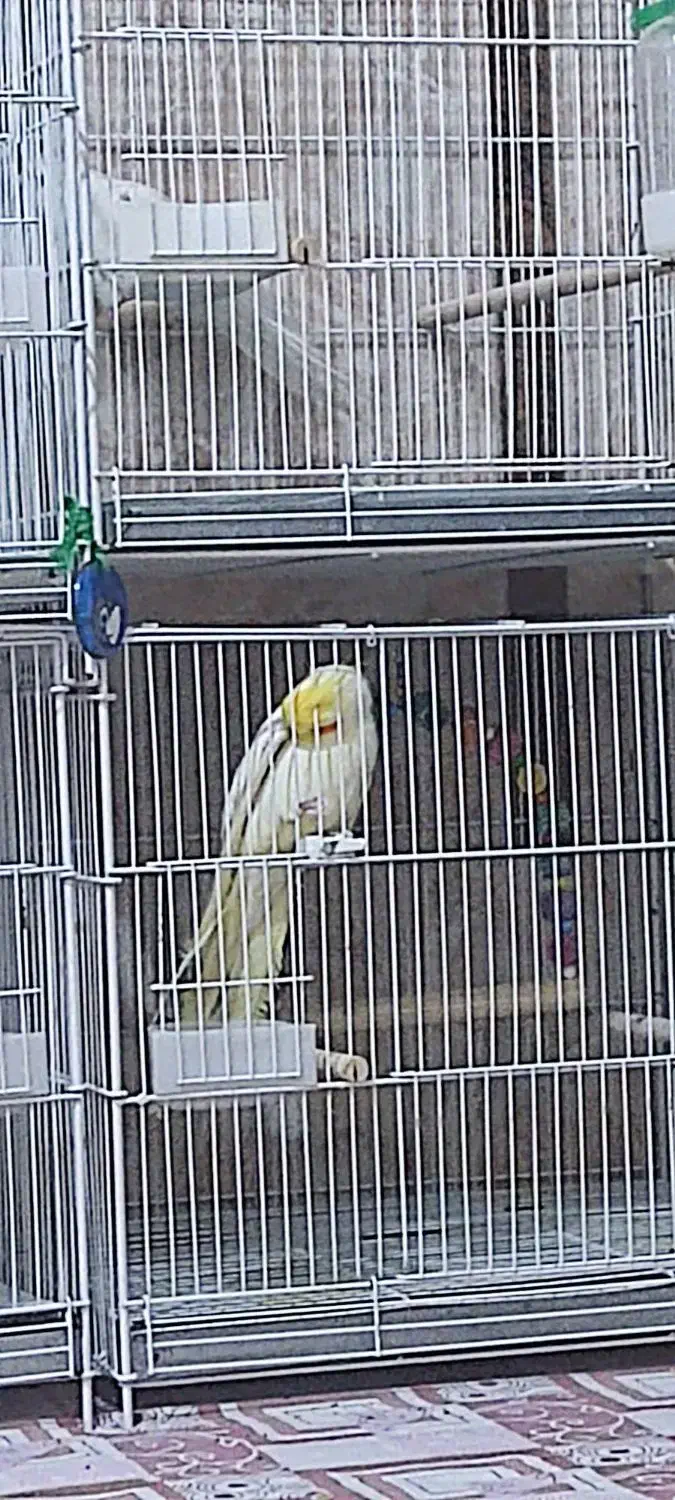 عروس هلندی|پرنده|رودان, |دیوار