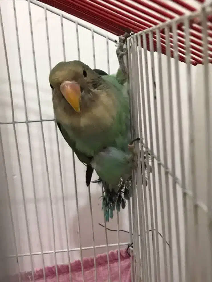 طوطی|پرنده|ماکو, |دیوار