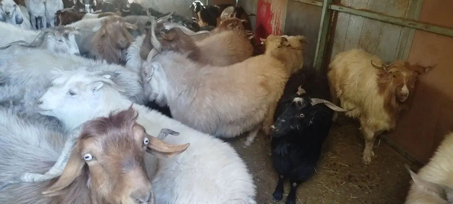 سی عدد نری بزرگ بفروش می‌رسد تکی  یجایم میدم|حیوانات مزرعه|نرماشیر, |دیوار