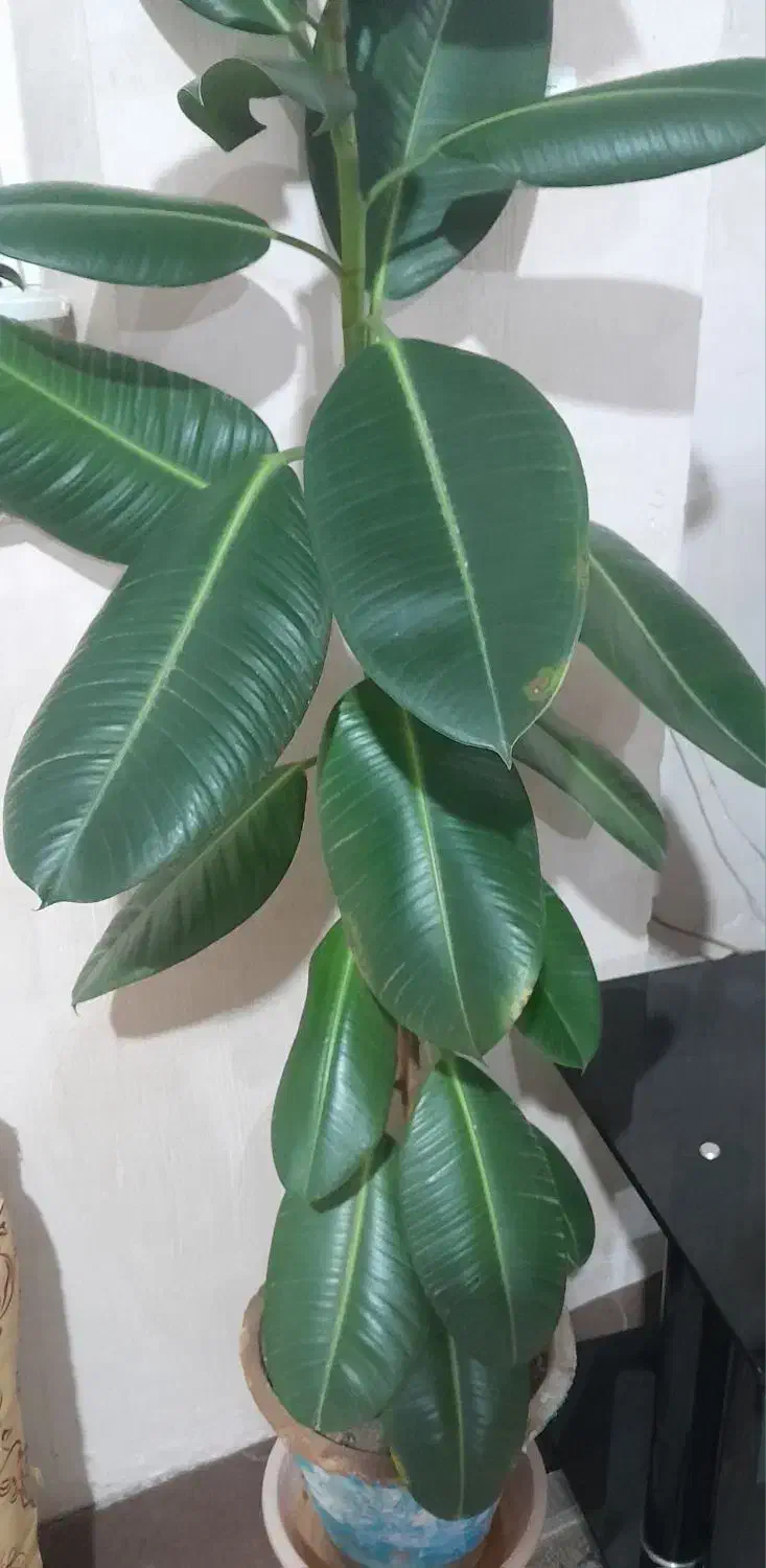 گل فیکوس زیبا|گل و گیاه طبیعی|نوشین شهر, |دیوار