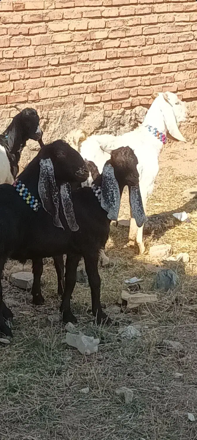 ۹ عدد بزغاله ماده دوقلو وسه قلو جنس خوب|حیوانات مزرعه|خواجه, |دیوار