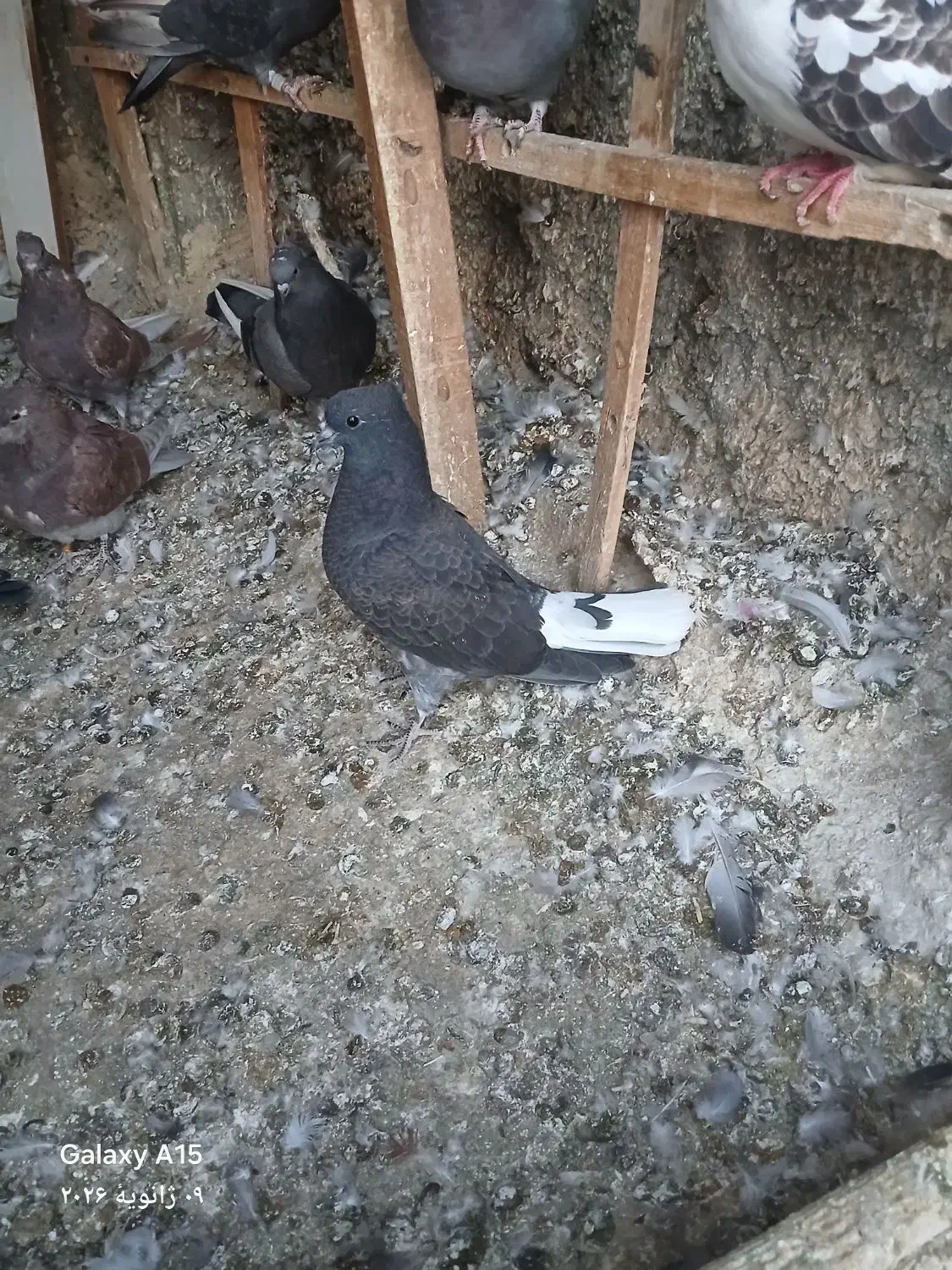 کفتر جوجه|حیوانات|اصفهان, احمدآباد|دیوار