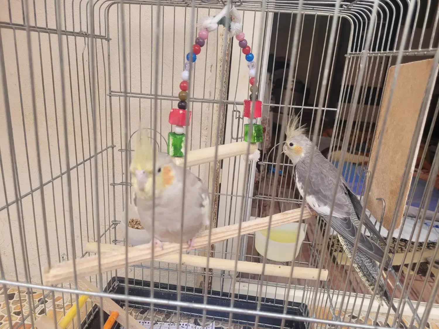 فروش عروس هلندی|پرنده|قیروکارزین, |دیوار