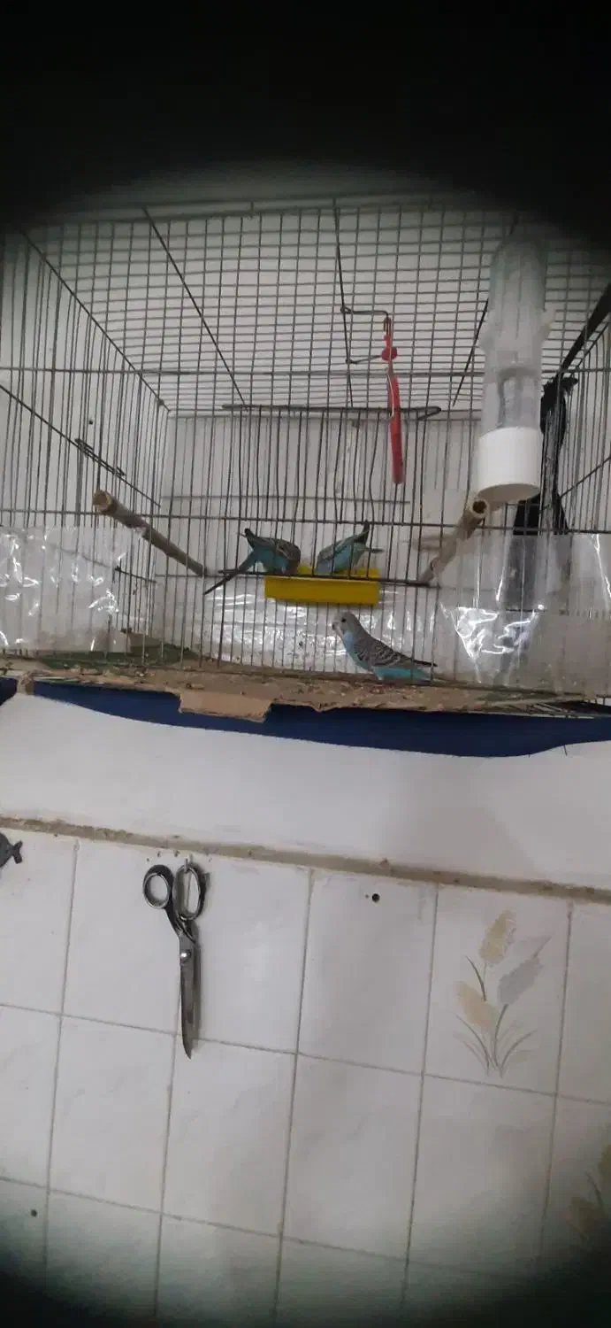 مرغ عشق|پرنده|پاکدشت, پاکدشت (مامازند)|دیوار