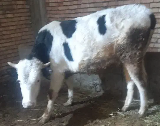 گوساله سیمنتال نر|حیوانات مزرعه|ورزقان, |دیوار