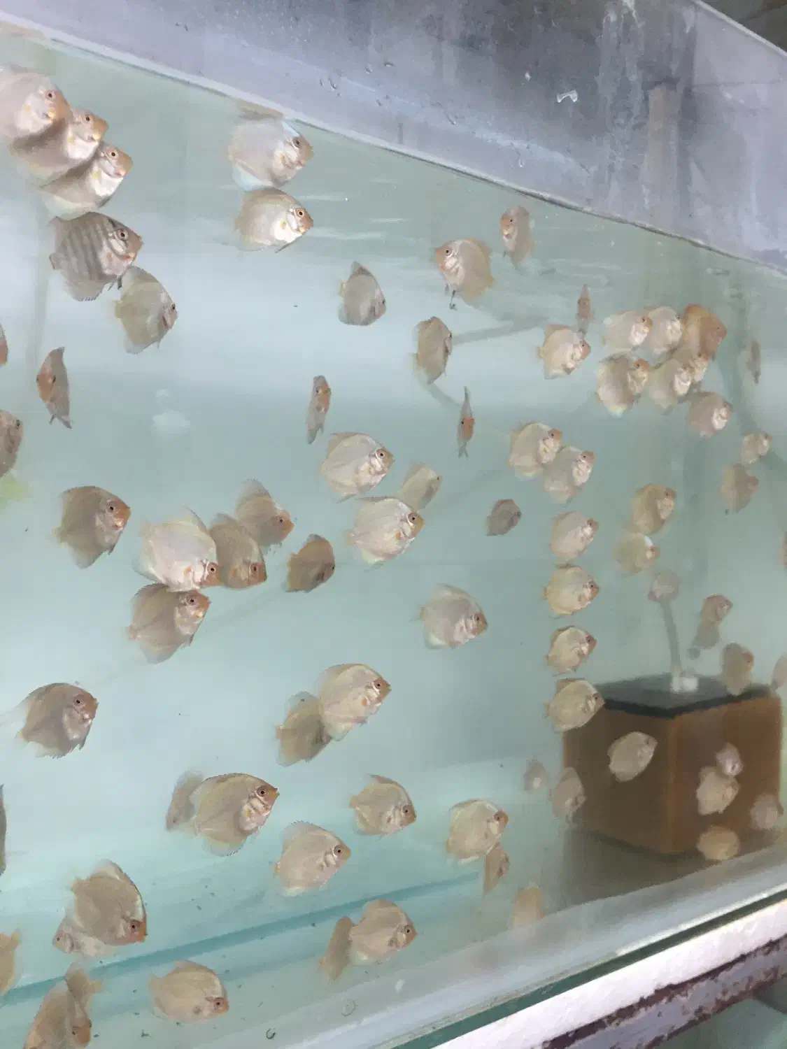 جوجه دیسکس|ماهی|رشت, ولکس|دیوار