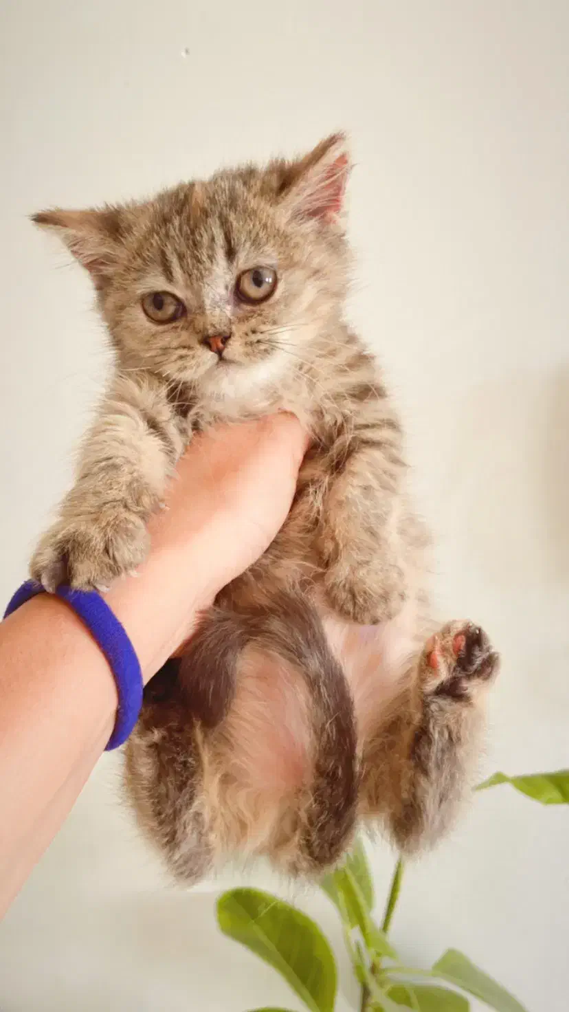 بریتیش گلد تبی|گربه|محمدشهر, محمدشهر|دیوار