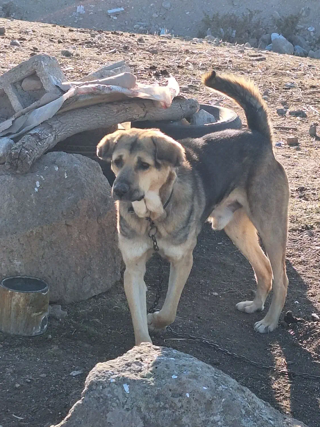 سگ عراقی|سگ|مشگین شهر, |دیوار