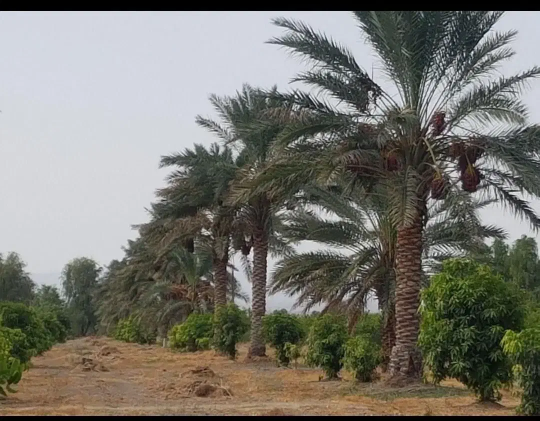 استخدام کارگر ساده نیازمند کارگر ساده|خدمات باغبانی و درختکاری|بندرعباس, |دیوار