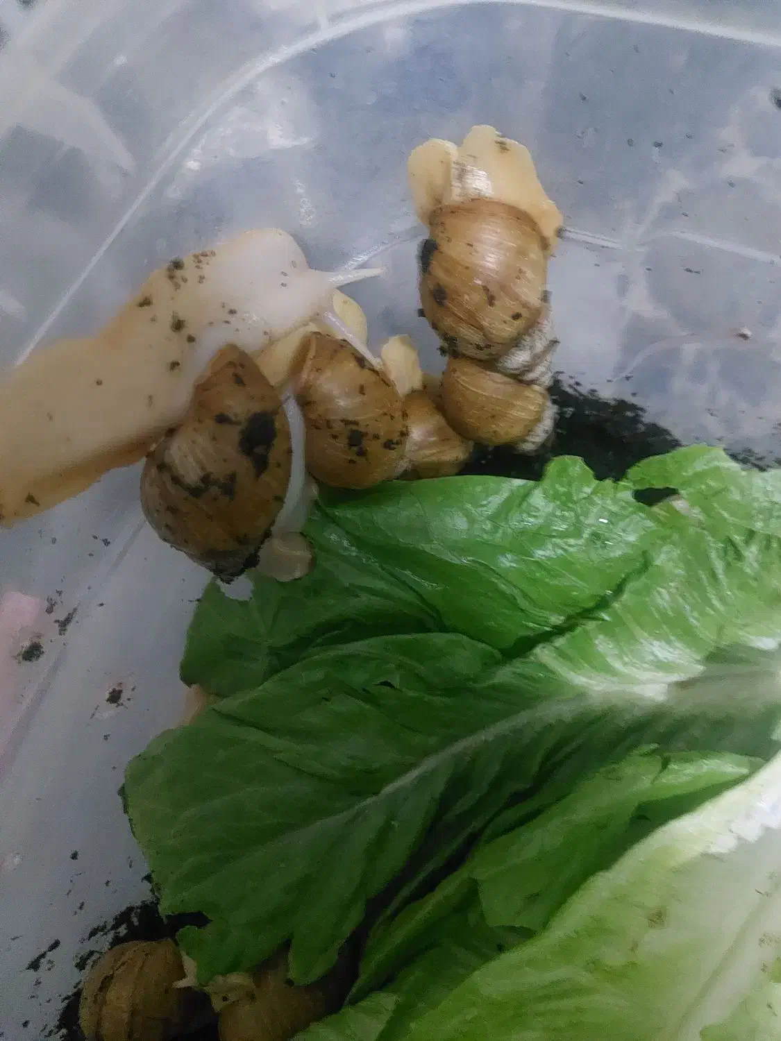 حلزون|خزنده|زرند, |دیوار