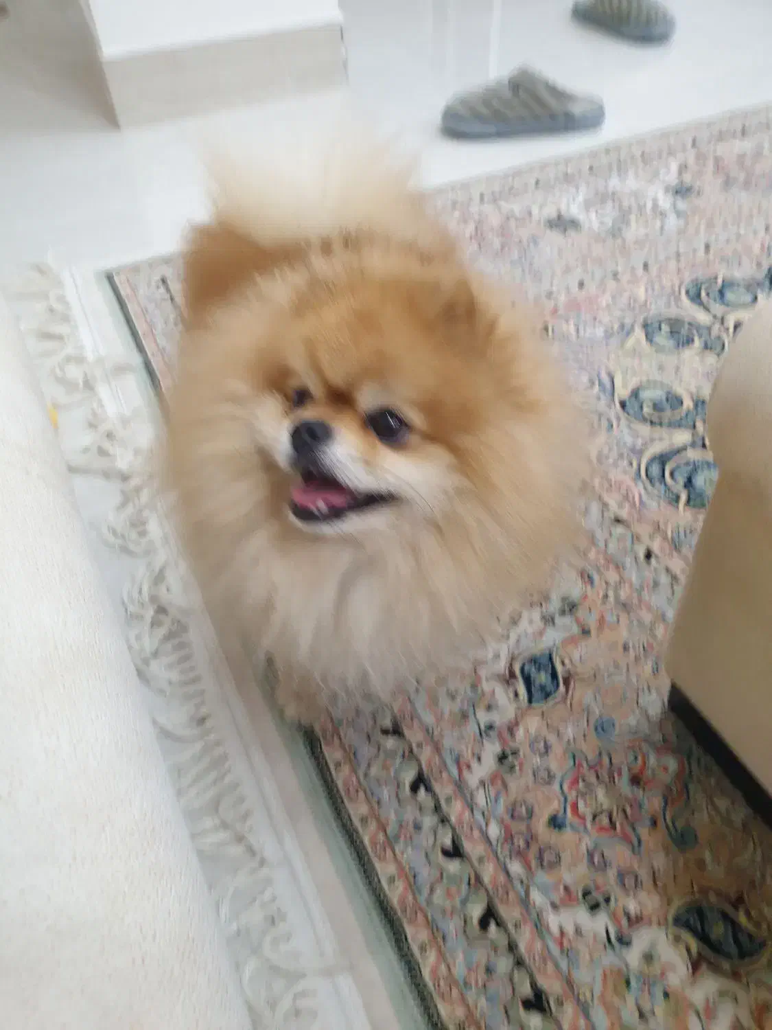 پامر خرسی جهت جفت گیری|سگ|میناب, |دیوار