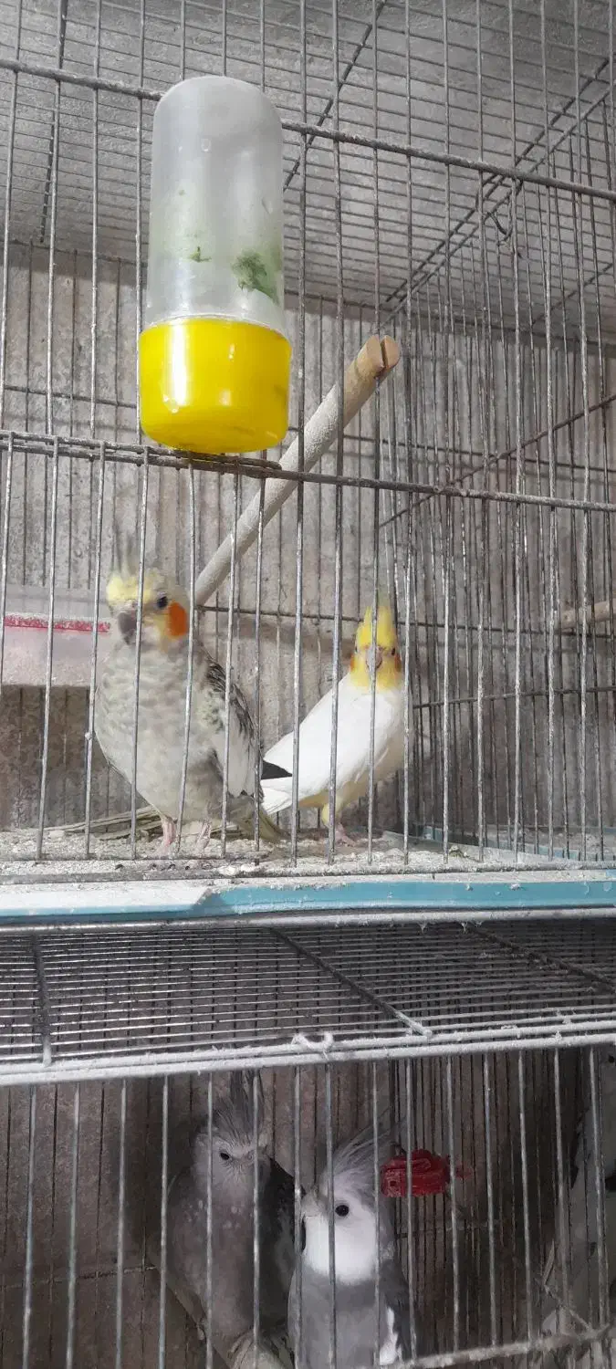 جفت عروس هلندی|پرنده|طاهرگوراب, |دیوار