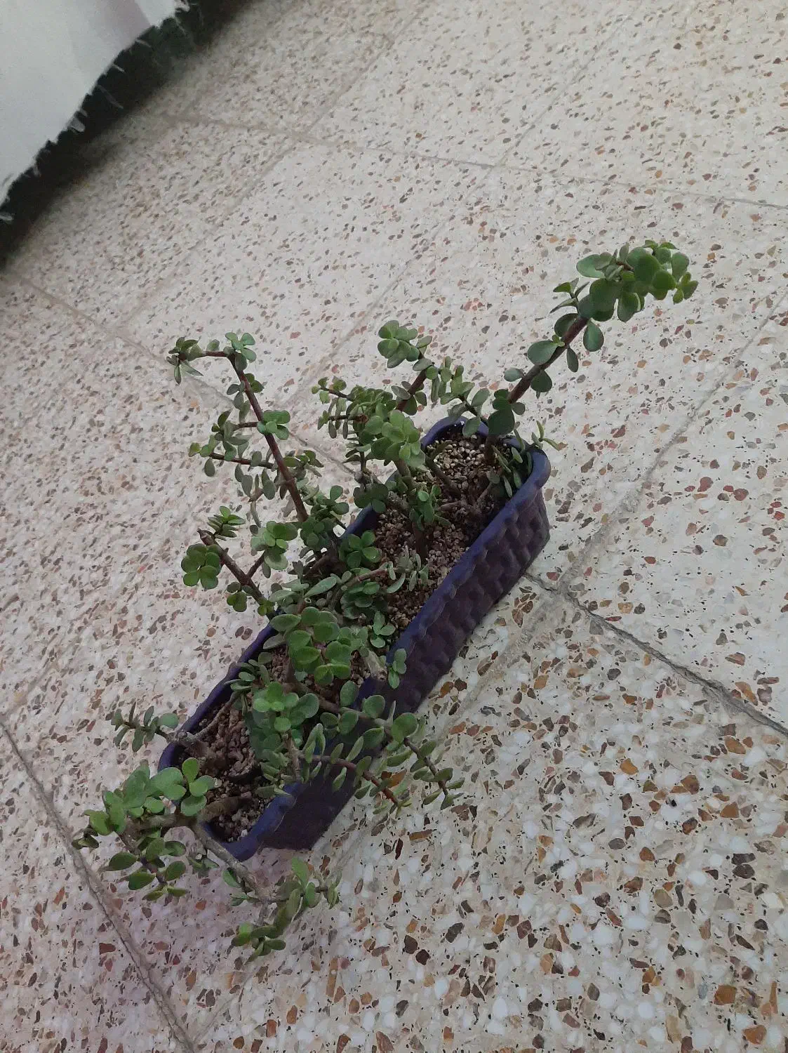 کاکتوس زیبا|گل و گیاه طبیعی|شاهین‌شهر, اقبال لاهوری|دیوار