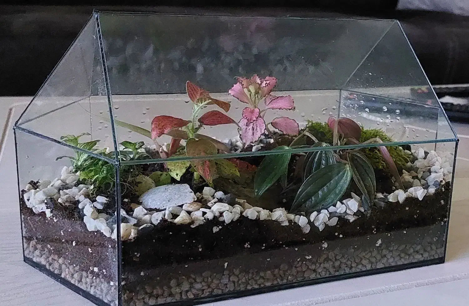 تراریوم بهاران|گل و گیاه طبیعی|اهواز, بهزاد شهر|دیوار