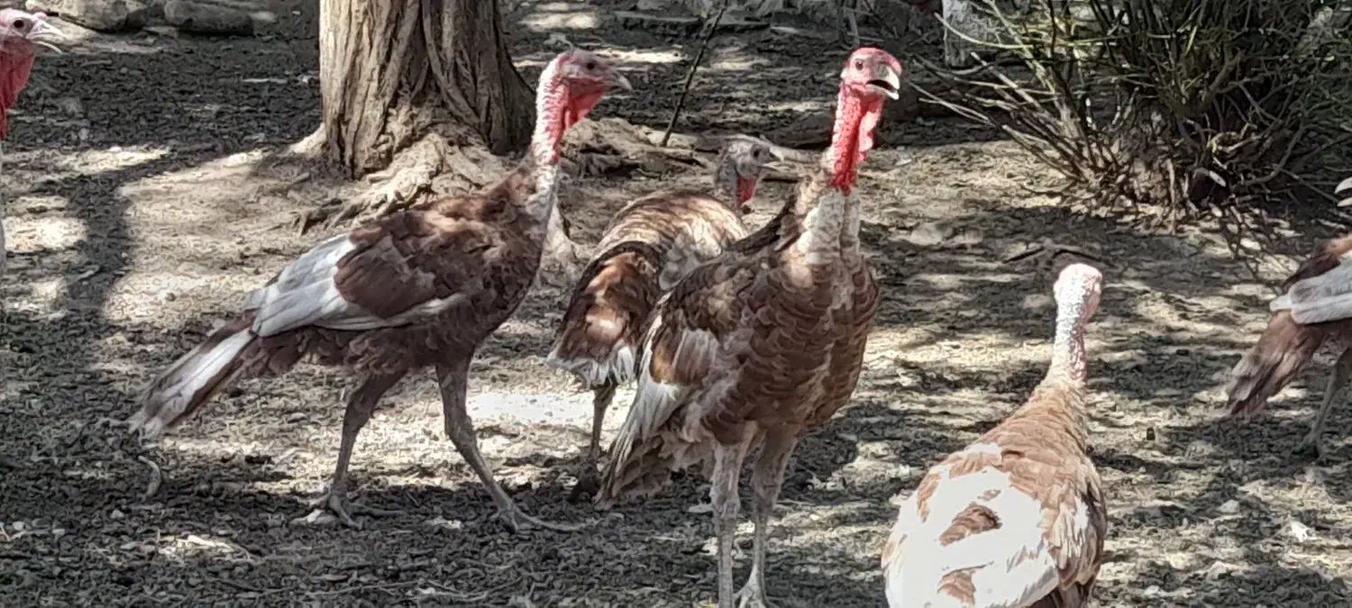 بوقلمون ۵ماه تایک سال|حیوانات مزرعه|بانه, |دیوار