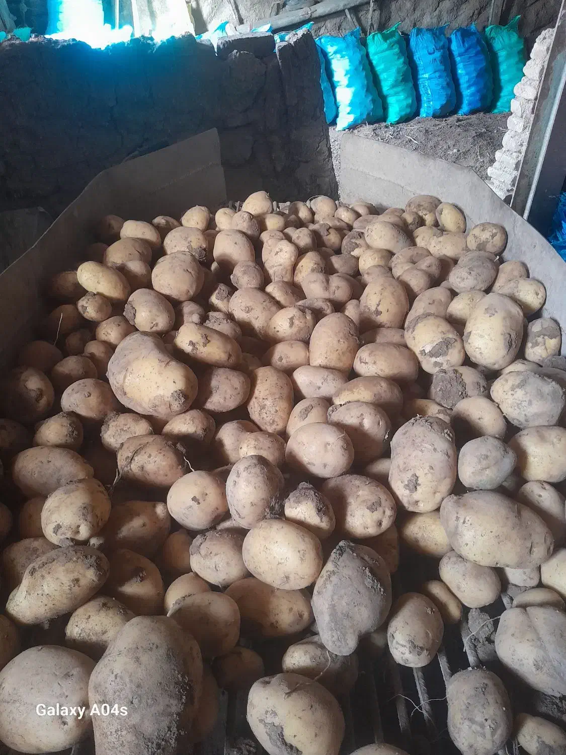 سیب زمینی|خوردنی و آشامیدنی|باغ حلی, |دیوار