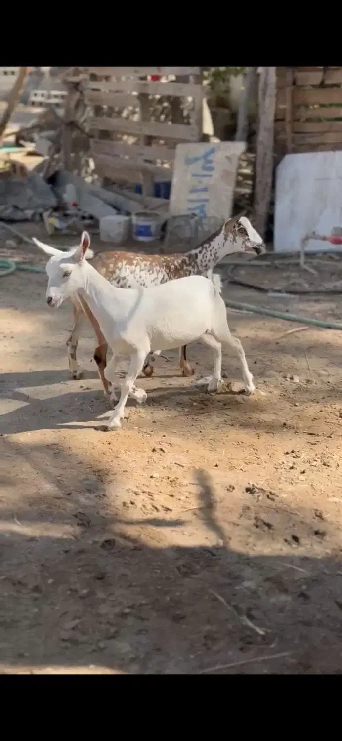 بز های|حیوانات مزرعه|خنج, |دیوار