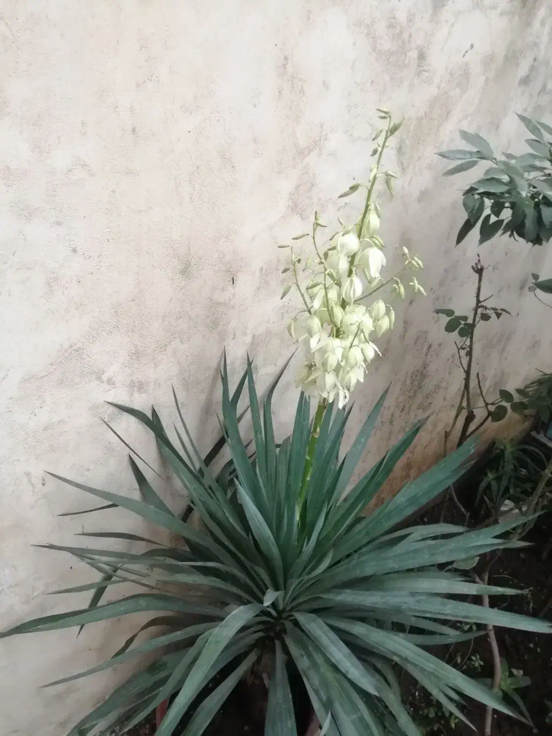 یوکا|گل و گیاه طبیعی|رشت, یخسازی|دیوار