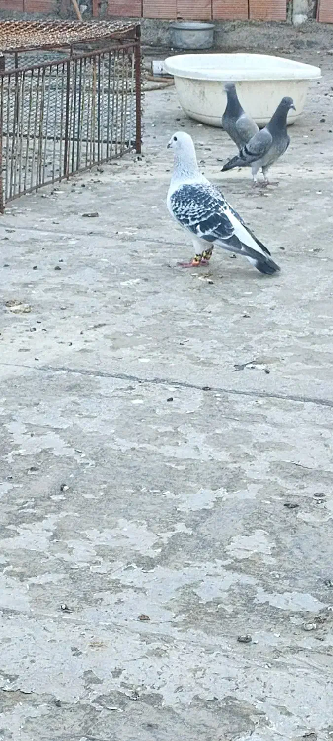 کبوتر شامی نر|پرنده|مینودشت, |دیوار