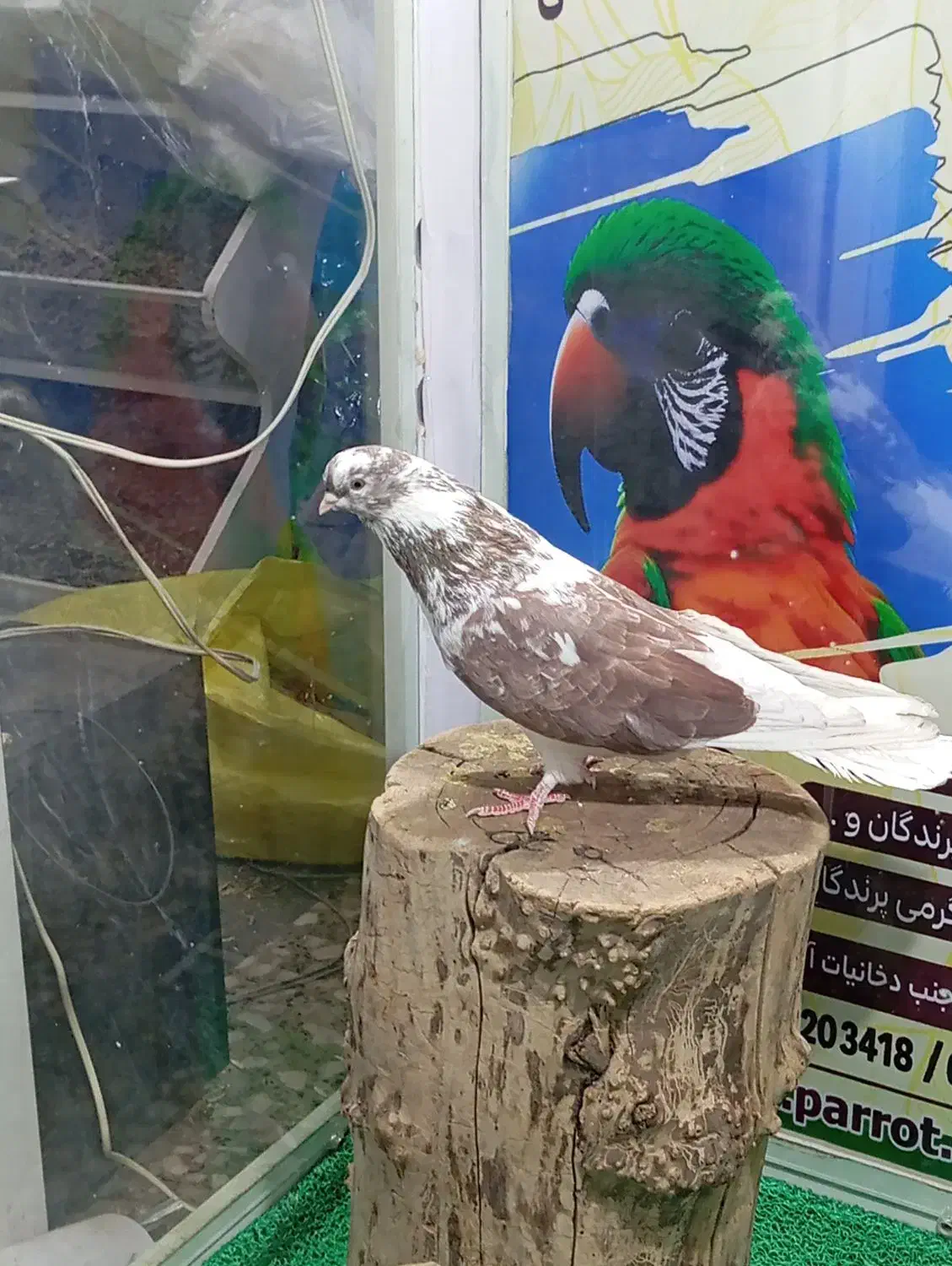 دوعدد کبوتر قطعه بزرگ نوک جمع|پرنده|شاهین دژ, |دیوار