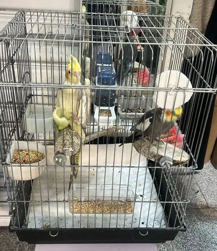 عروس هلندی|پرنده|تهران, هفده شهریور|دیوار