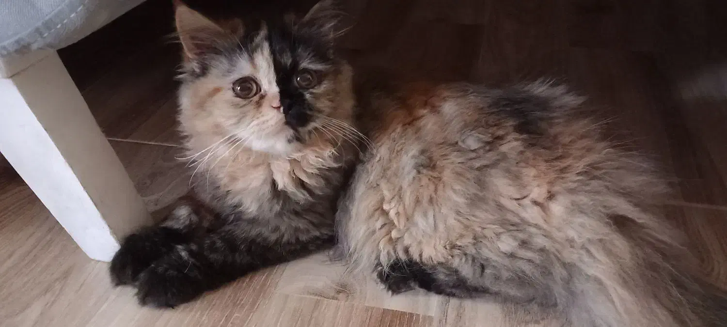 واگذاری گربه پرشین|گربه|تهران, مشیریه|دیوار