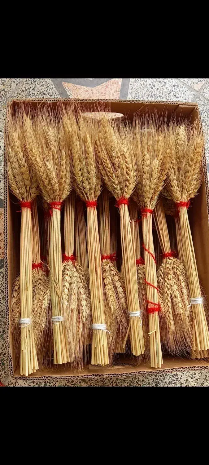 دسته خوشه گندم|گل و گیاه طبیعی|کوهیخیل, |دیوار