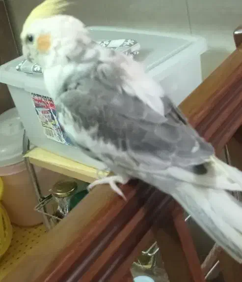 عروس هلندی دستی گمشده|حیوانات|سبزوار, توحیدشهر|دیوار