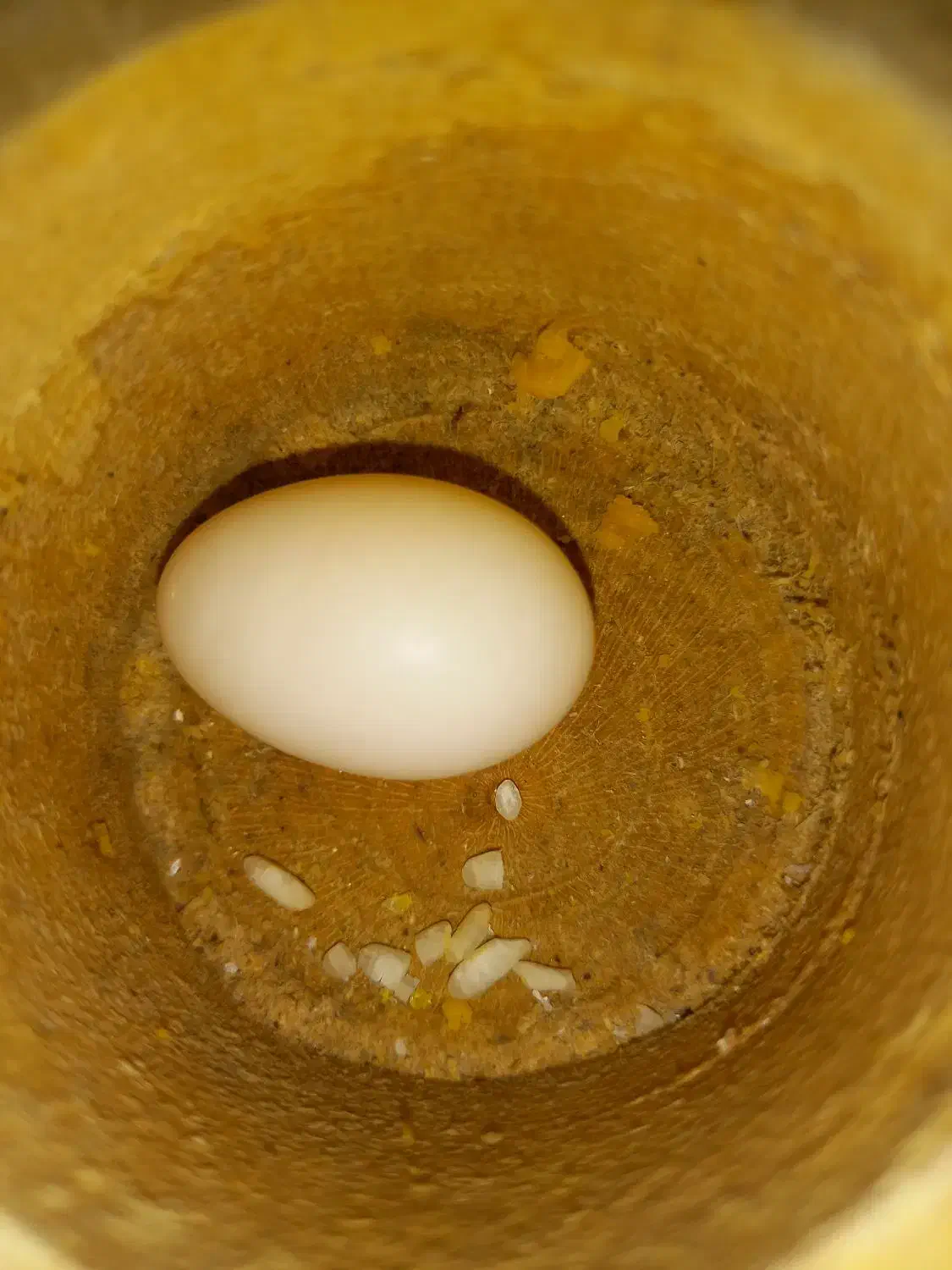 عروس هلندی ماده دستی|پرنده|سپیدان, |دیوار