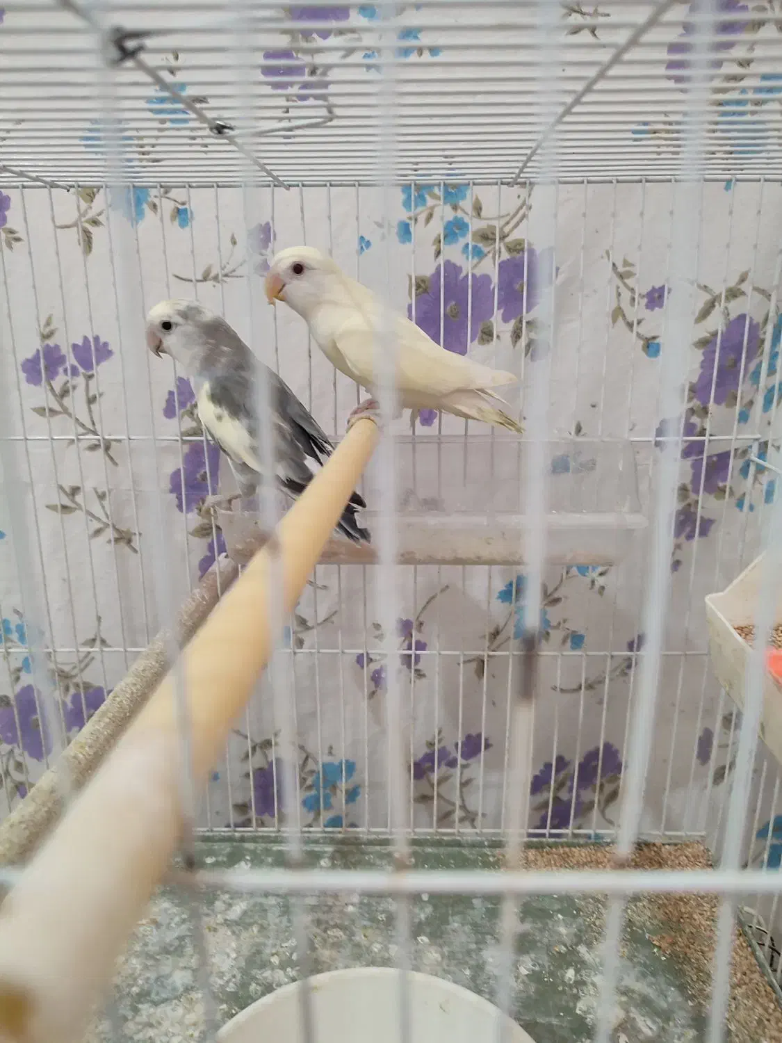 دوجفت پرنده|پرنده|شیروان (خراسان), |دیوار