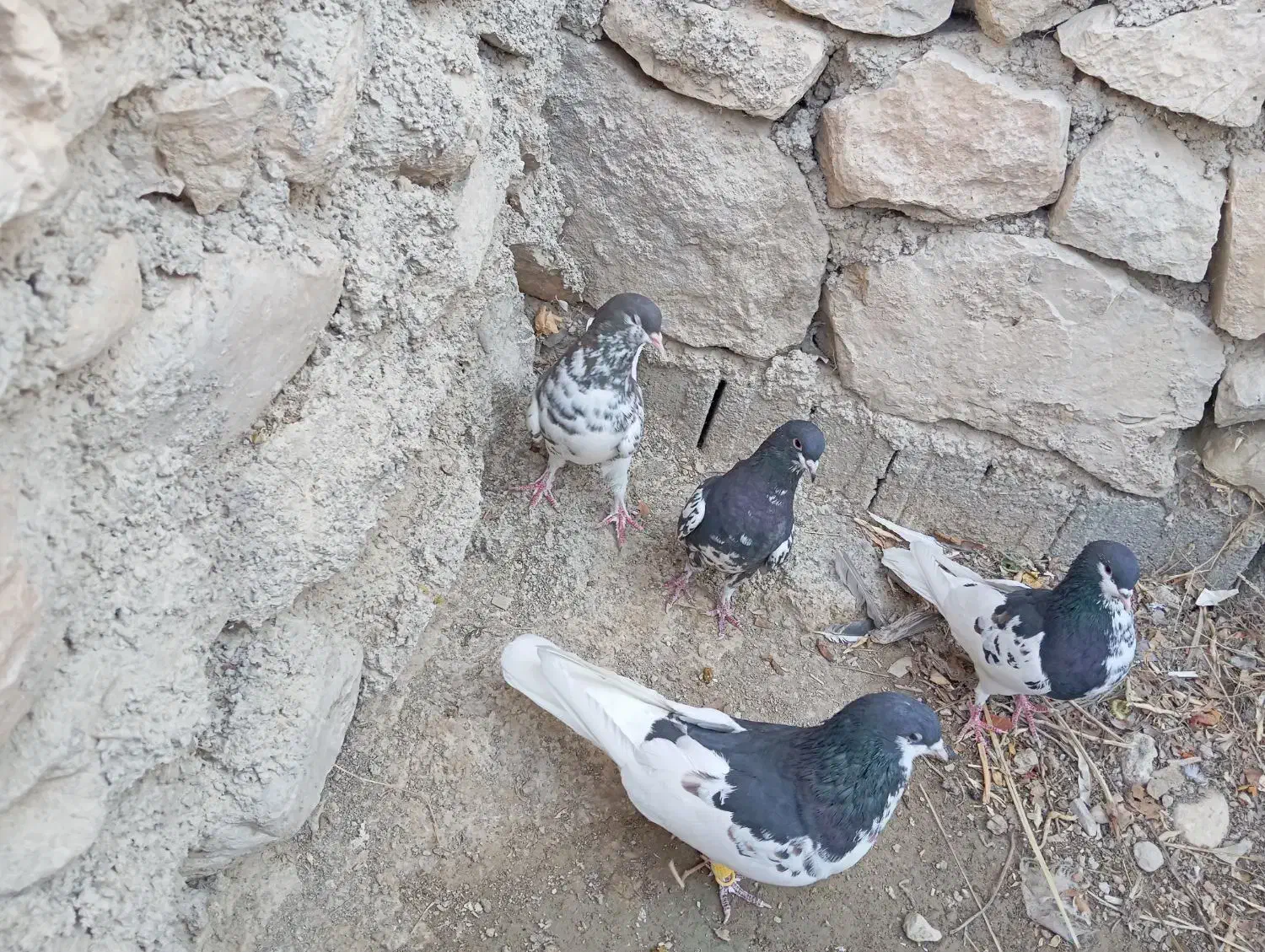 یال سیاه یال قهویی|پرنده|کازرون, |دیوار