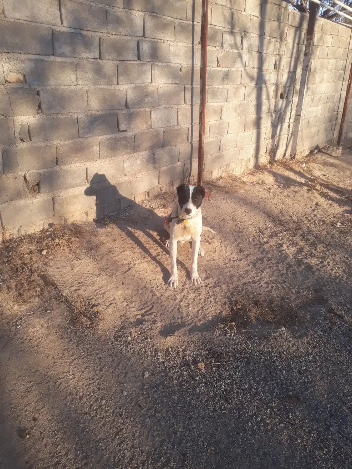 واگذاری فوری توله سگ نگهبان|سگ|رامسر, |دیوار